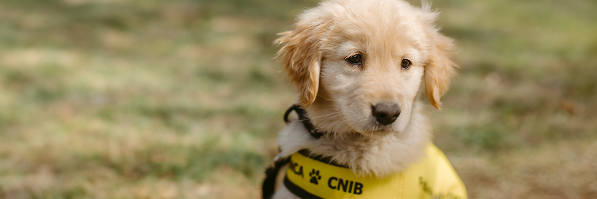 A Yellow Vest CNIB Guide Dog in a field 